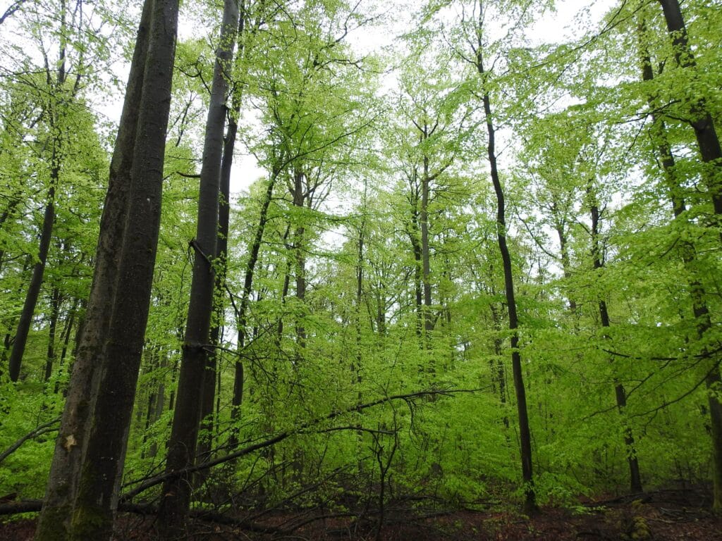 Bosque de hayedos con fronda verde intensa tras lluvias en Baviera