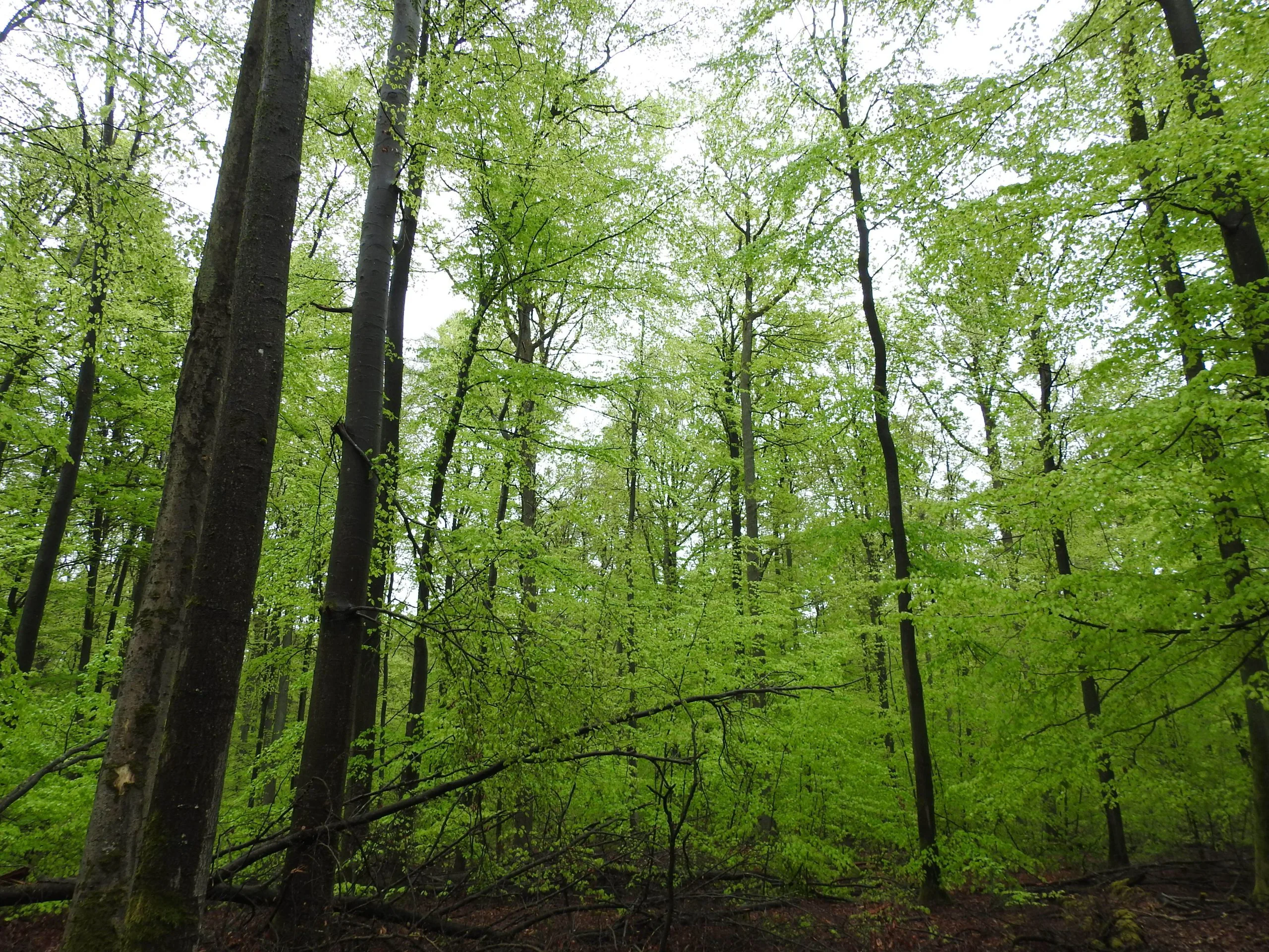 Bosque de hayedos con fronda verde intensa tras lluvias en Baviera